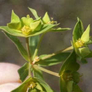 Photographie n°835664 du taxon Euphorbia taurinensis All. [1785]