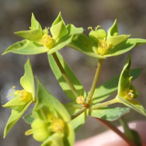 Photographie n°835665 du taxon Euphorbia taurinensis All. [1785]
