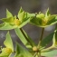  Liliane Roubaudi - Euphorbia taurinensis All. [1785]