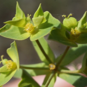 Photographie n°835670 du taxon Euphorbia taurinensis All. [1785]