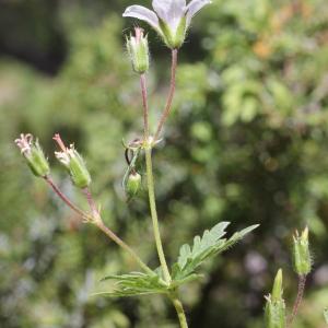 Photographie n°835746 du taxon Geranium rivulare Vill. [1779]