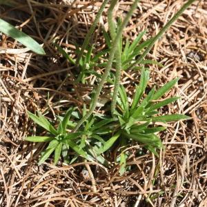 Photographie n°835750 du taxon Androsace carnea L.