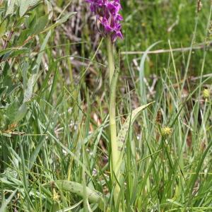 Photographie n°835754 du taxon Dactylorhiza cruenta (O.F.Müll.) Soó