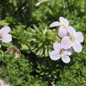 Photographie n°835815 du taxon Petrocallis pyrenaica (L.) R.Br. [1812]