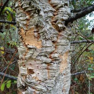 Photographie n°835846 du taxon Quercus suber L. [1753]