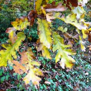 Photographie n°835898 du taxon Quercus cerris L. [1753]