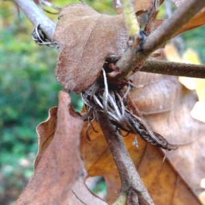 Photographie n°835918 du taxon Quercus cerris L. [1753]