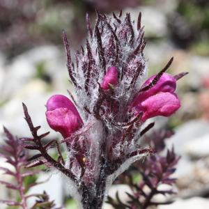 Photographie n°836109 du taxon Pedicularis rosea Wulfen [1781]