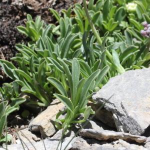 Valeriana saliunca All. (Valériane des débris)