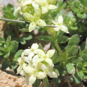 Photographie n°836131 du taxon Galium helveticum Weigel