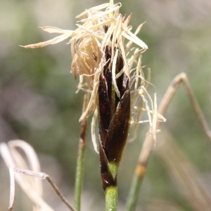 Photographie n°836141 du taxon Carex curvula All.