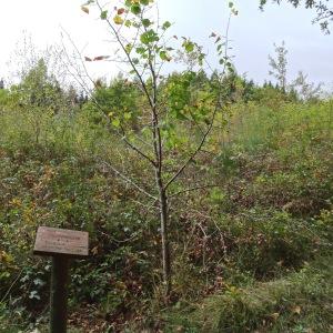 Photographie n°836218 du taxon Tilia platyphyllos subsp. platyphyllos 