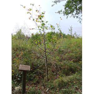 Tilia platyphyllos Scop. subsp. platyphyllos (Tilleul à grandes feuilles)