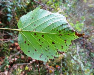 Alain Bigou, le 22 octobre 2015 (Cardeilhac (Forêt domaniale))