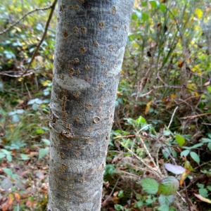 Alain Bigou, le 22 octobre 2015 (Cardeilhac (Forêt domaniale))