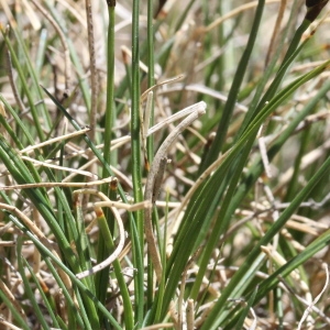 Photographie n°836237 du taxon Carex curvula All.