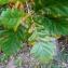  Alain Bigou - Quercus petraea subsp. petraea 