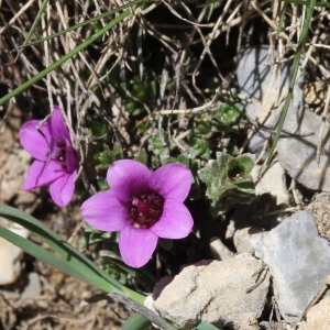 Photographie n°836289 du taxon Saxifraga oppositifolia L. [1753]