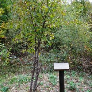 Photographie n°836307 du taxon Tilia cordata Mill. [1768]