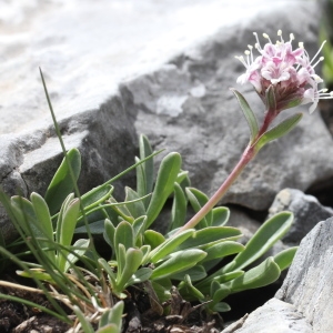 Photographie n°836332 du taxon Valeriana saliunca All.