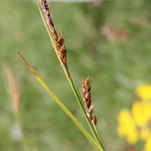 Photographie n°836381 du taxon Carex sempervirens Vill.