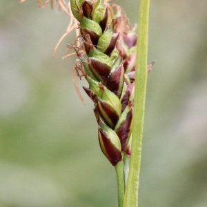 Photographie n°836391 du taxon Carex sempervirens Vill.