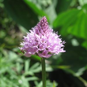 Photographie n°836423 du taxon Traunsteinera globosa (L.) Rchb. [1842]