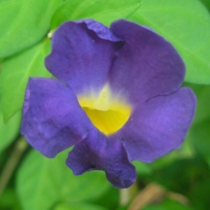  - Thunbergia erecta (Benth.) T.Anderson