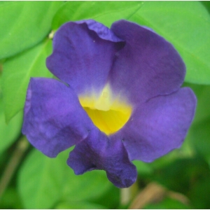 Thunbergia erecta (Benth.) T.Anderson (Angelina)