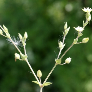 Photographie n°836844 du taxon Arenaria serpyllifolia L. [1753]