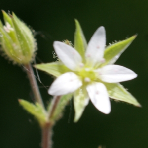 Photographie n°836851 du taxon Arenaria serpyllifolia L. [1753]