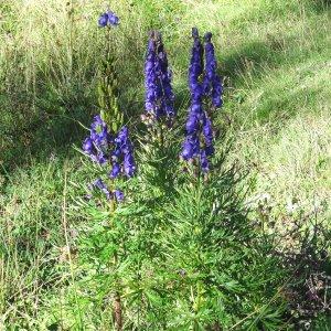 Photographie n°836860 du taxon Aconitum napellus subsp. vulgare (DC.) Rouy & Foucaud [1893]