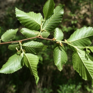 Photographie n°836896 du taxon Ostrya carpinifolia Scop. [1772]