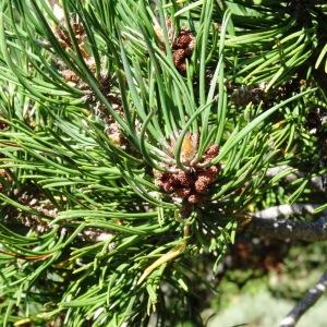 Photographie n°836908 du taxon Pinus mugo subsp. uncinata (Ramond ex DC.) Domin [1936]