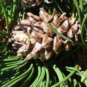 Photographie n°836913 du taxon Pinus mugo subsp. uncinata (Ramond ex DC.) Domin [1936]