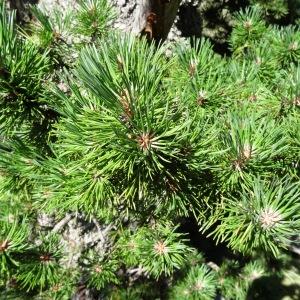 Photographie n°836918 du taxon Pinus mugo subsp. uncinata (Ramond ex DC.) Domin [1936]