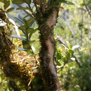 Photographie n°837024 du taxon Buxus sempervirens L. [1753]