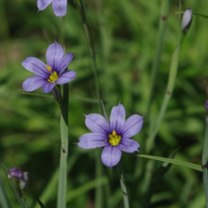 Photographie n°837192 du taxon Sisyrinchium montanum Greene [1899]