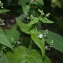  Jean-Luc Gorremans - Veronica urticifolia Jacq. [1773]