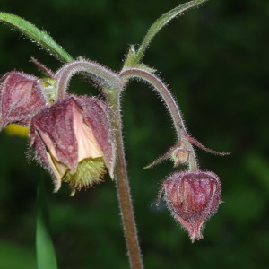 Photographie n°837311 du taxon Geum rivale L. [1753]