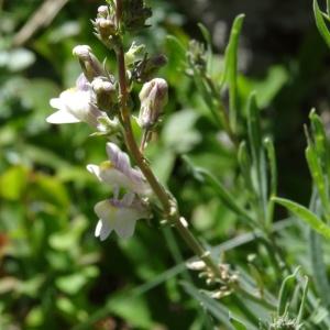 Photographie n°837352 du taxon Linaria repens (L.) Mill. [1768]