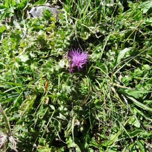 Photographie n°837424 du taxon Cirsium acaulon (L.) Scop. [1769]