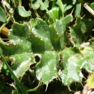 Photographie n°837429 du taxon Cirsium acaulon (L.) Scop. [1769]