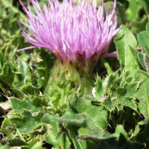 Photographie n°837431 du taxon Cirsium acaulon (L.) Scop. [1769]