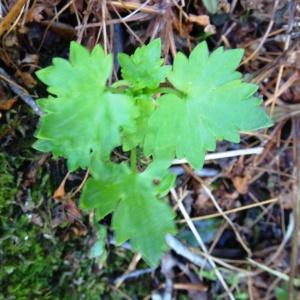 Photographie n°837453 du taxon Saxifraga geranioides L. [1755]