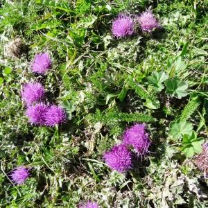 Photographie n°837458 du taxon Cirsium acaulon (L.) Scop. [1769]