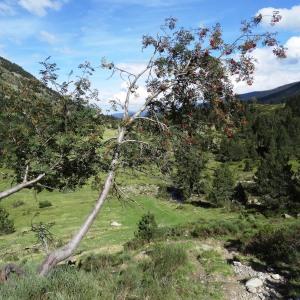 Photographie n°837465 du taxon Sorbus aucuparia L. [1753]