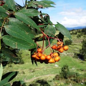 Photographie n°837473 du taxon Sorbus aucuparia L. [1753]