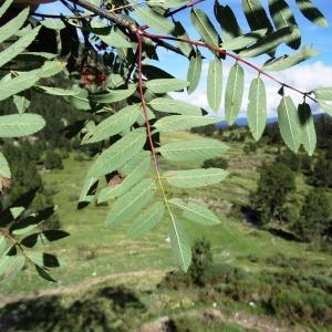 Photographie n°837482 du taxon Sorbus aucuparia L. [1753]