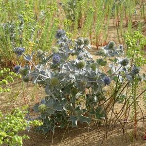 Photographie n°837509 du taxon Eryngium maritimum L. [1753]